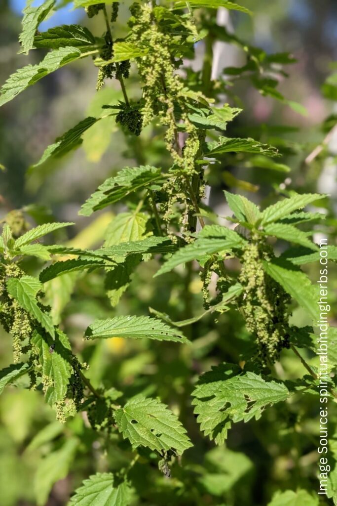 An Essential Guide to Nettle: History, Benefits & Uses: Gaia Herbs®