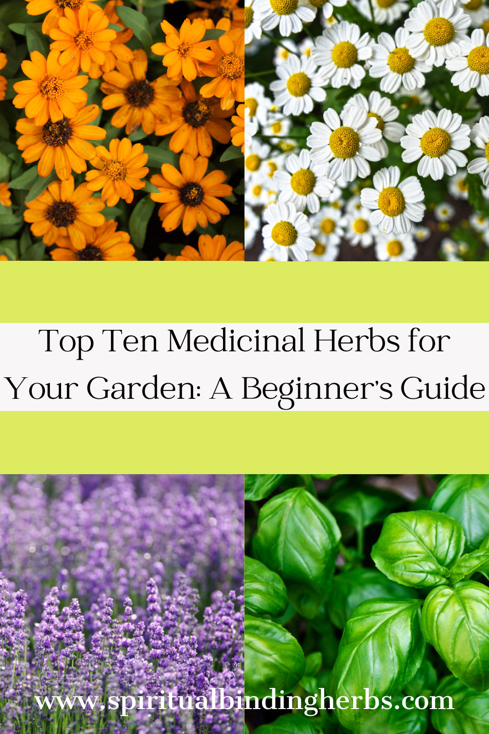 Top Ten Medicinal Herbs for Your Garden: A Beginner\'s Guide